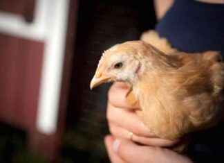 Avian Flu Outbreak in Franklin County Backyard Flock – VTDigger avian-flu-outbreak-in-franklin-county-backyard-flock-vtdigger