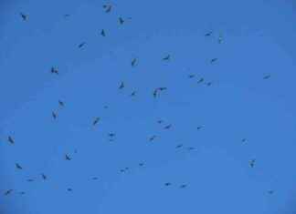 Putney Mountain Hawkwatch Reports Best Year Ever for Sightings – VTDigger putney-mountain-hawkwatch-reports-best-year-ever-for-sightings-vtdigger