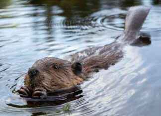 Benefits of Beavers in House Environment: Final Reading – VTDigger benefits-of-beavers-in-house-environment-final-reading-vtdigger