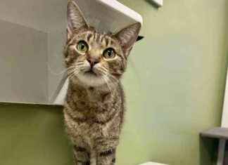 Cinderella: Pet of the Week Spotlight cinderella-pet-of-the-week-spotlight