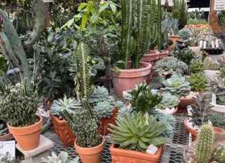 Vermont Prepares for Canadian Tariffs: White House Announcement vermont-prepares-for-canadian-tariffs-white-house-announcement