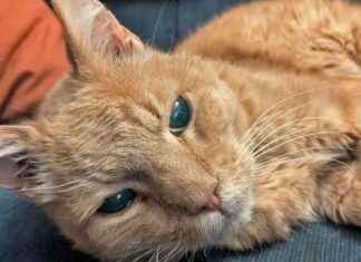 Old Cat’s Wish: Young Writers Project – VTDigger old-cats-wish-young-writers-project-vtdigger