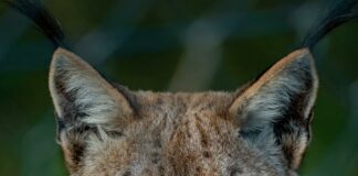 Canada Lynx Sighting Vermont: What You Need To Know Now