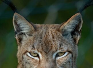 Canada Lynx Sighting Vermont: What You Need To Know Now