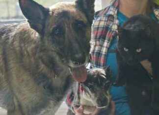 ‘Unique Sight: Dogs and Cat Wander Together in Vermont’ unique-sight-dogs-and-cat-wander-together-in-vermont