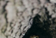 Vance Vermont Secrets Revealed: Why You Can’t Miss This Hidden Gem