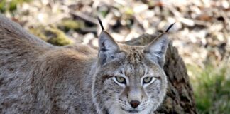 Canada Lynx Sightings Vermont: Discover The Mysterious Wild Cats