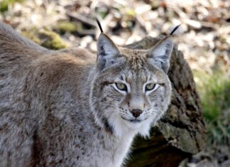 Canada Lynx Sightings Vermont: Discover The Mysterious Wild Cats