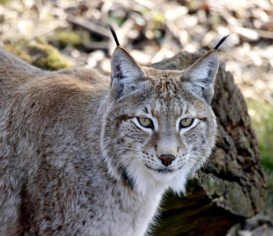 Canada Lynx Sightings Vermont: Discover The Mysterious Wild Cats