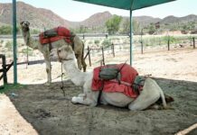 Camels Hump Mountain Vermont: Discover Its Stunning Natural Wonders