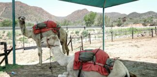 Camels Hump Mountain Vermont: Discover Its Stunning Natural Wonders