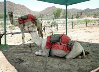 Camels Hump Mountain Vermont: Discover Its Stunning Natural Wonders