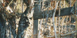 Bellows Falls Vermont: Discover Hidden Gems and Local Secrets