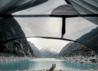 Dog Mountain Vermont: Discover The Ultimate Adventure For Dog Lovers