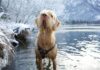 Dog Rescue Icy River Vermont: How Heroes Save Lives Amazingly