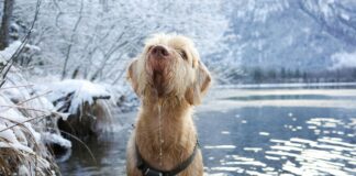 Dog Rescue Icy River Vermont: How Heroes Save Lives Amazingly