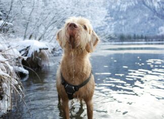 Dog Rescue Icy River Vermont: How Heroes Save Lives Amazingly