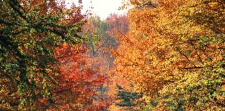 Vermont State Map: Discover Hidden Gems and Scenic Routes Today