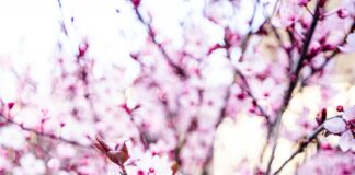 Jd Vance In Vermont: What Surprising Impact Is He Making Today?