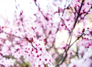 Jd Vance In Vermont: What Surprising Impact Is He Making Today?