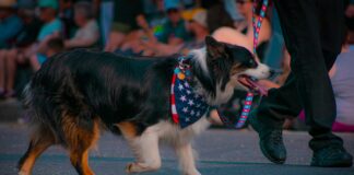 Vermont Digger: Discover Powerful Local News That Shapes Communities