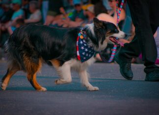 Vermont Digger: Discover Powerful Local News That Shapes Communities