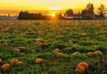 Sugarbush Farm In Vermont: Discover The Magic Of Maple Harvest