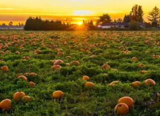 Sugarbush Farm In Vermont: Discover The Magic Of Maple Harvest
