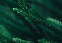 Vermont Driver’s License Free Template: How To Get Yours Easily