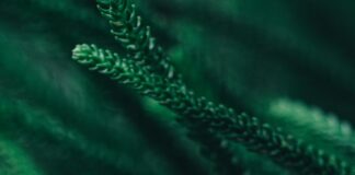 Vermont Driver’s License Free Template: How To Get Yours Easily