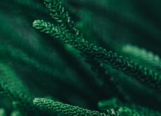 Vermont Driver’s License Free Template: How To Get Yours Easily