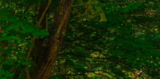 Vermont Inns: Discover Hidden Gems for an Unforgettable Stay