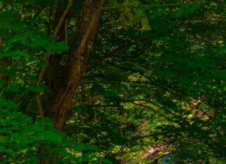 Vermont Inns: Discover Hidden Gems for an Unforgettable Stay