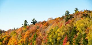 Vermont Fall Foliage: Stunning Views You Can’t Miss This Season
