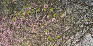 Michaels On The Hill Waterbury Vermont: Why Locals Love It