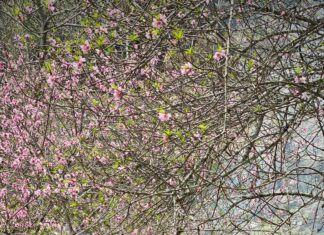 Michaels On The Hill Waterbury Vermont: Why Locals Love It