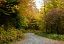 Vermont Foliage Tracker: Discover Stunning Fall Colors Now