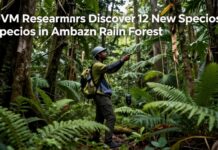 UVM Researchers Discover 12 New Species in Amazon Rainforest