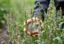 Vermont Farmers Embrace Chia Seed Cultivation for Sustainable Agriculture Vermont farmers are adopting chia seed cultivation as a sustainable agriculture practice.