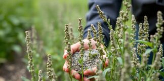 Vermont Farmers Embrace Chia Seed Cultivation for Sustainable Agriculture Vermont farmers are adopting chia seed cultivation as a sustainable agriculture practice.